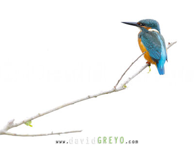 David Greyo