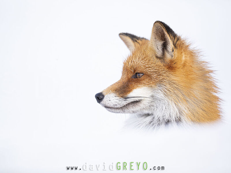 David Greyo