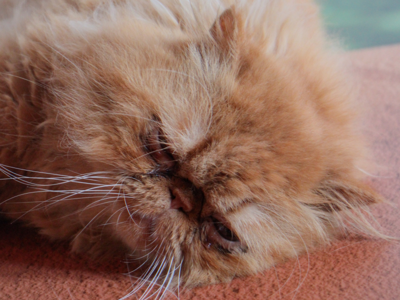 Melo Photographie