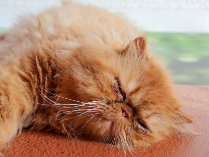 Melo Photographie