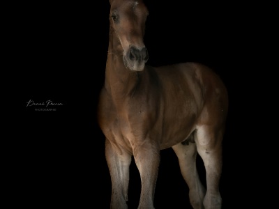 DP-photographie