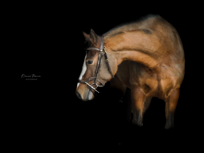 DP-photographie