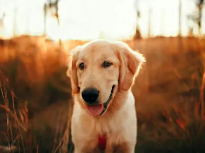 photographe chien