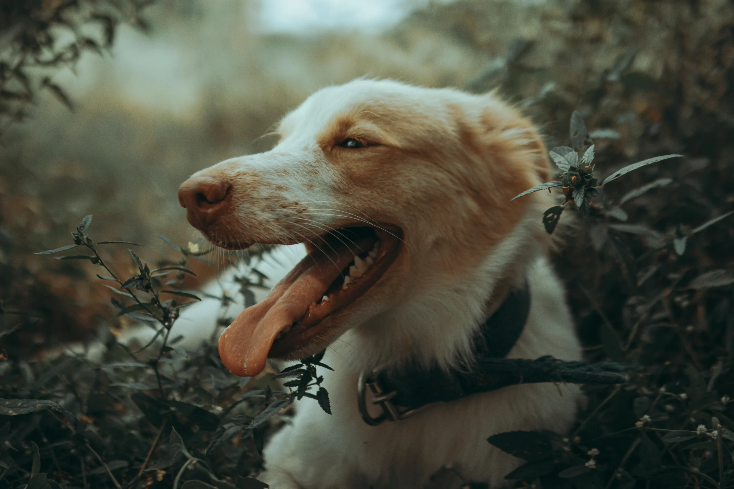 photographe chien